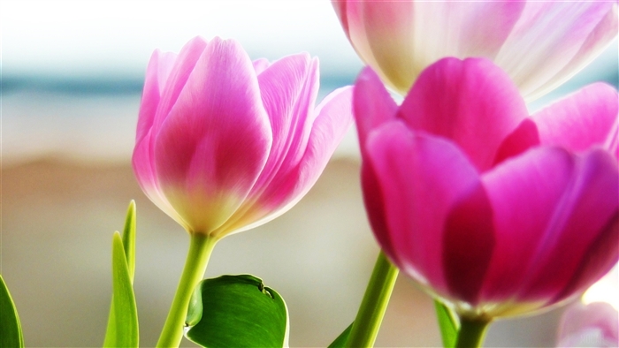 Pink Tulips in Spring 4K