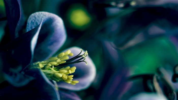 Close-up of a purple flower with yellow stamens in 4K