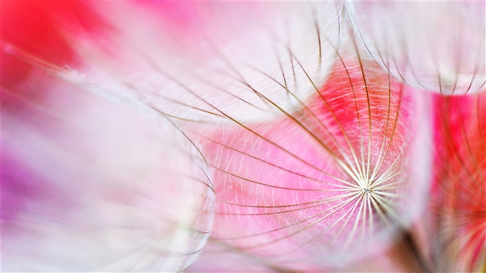 Macro view of dandelion seeds with pink background 4K