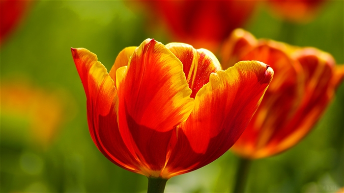 Beautiful Tulips