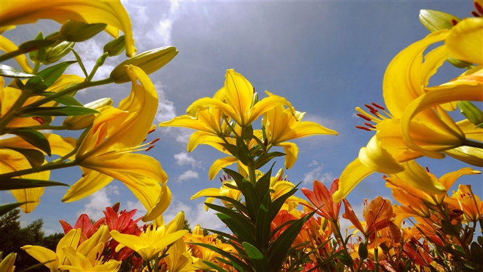 Yellow Lily Flowers Under Blue Sky 4K