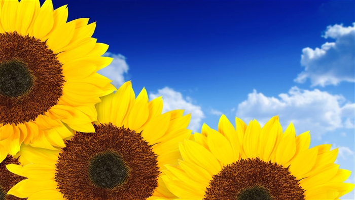 Pure Yellow Sunflowers