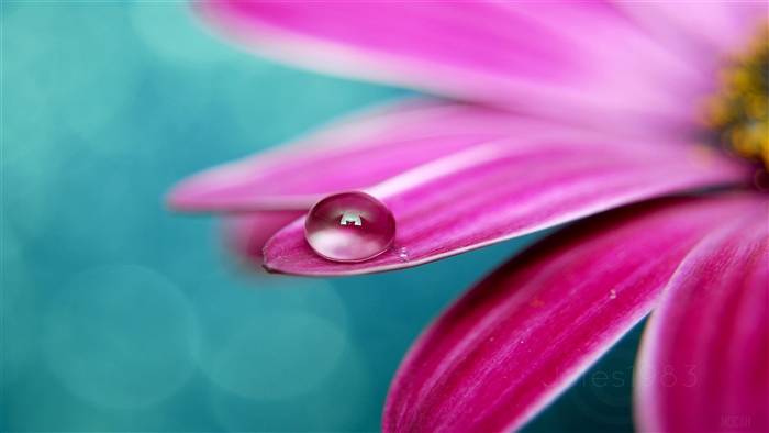 Perfect Drop on Pink Flower Petal 4K