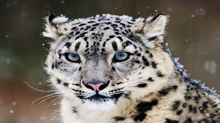 Snow Leopard in Snow 4K