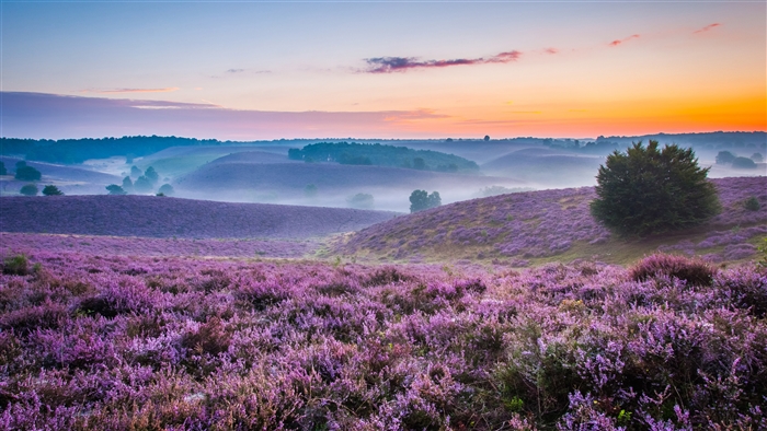 Purple Heather Fields at Sunrise 4K