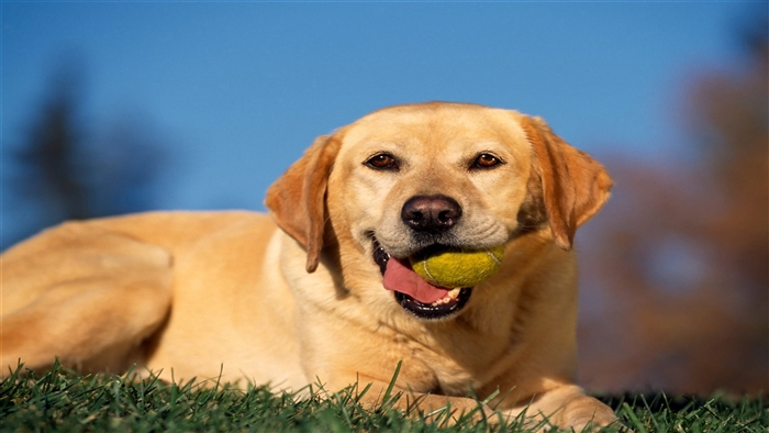 Yellow Labrador Playing with Tennis Ball 4K