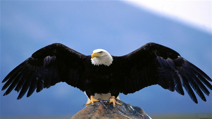 Majestic Bald Eagle with Wings Spread Wide 4K