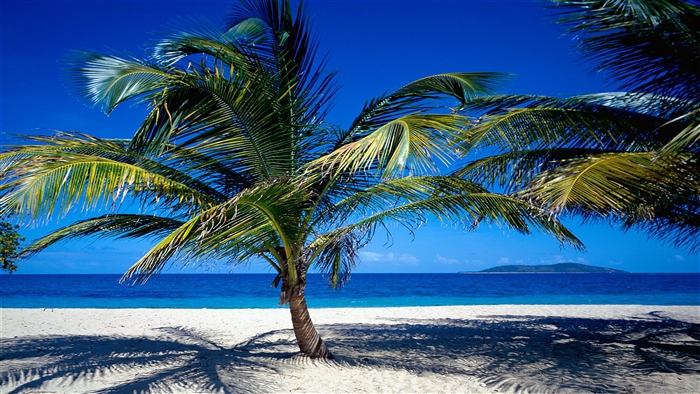 Palm trees on a beach in St. Croix, US Virgin Islands 4K