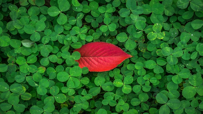 Red leaf on clover leaves 4K