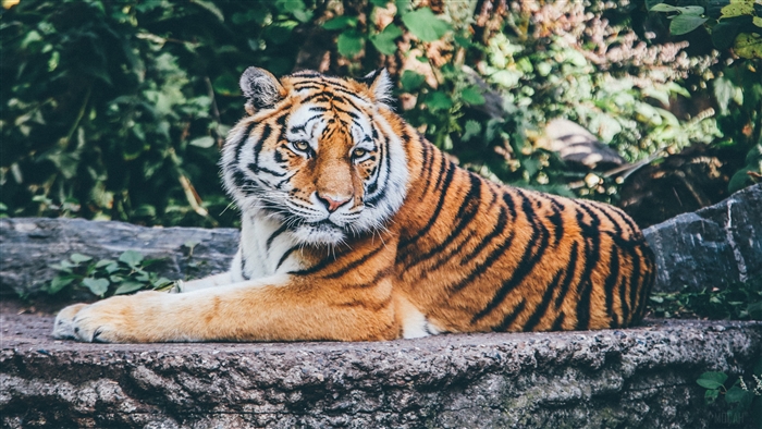 Tiger in a zoo 4K