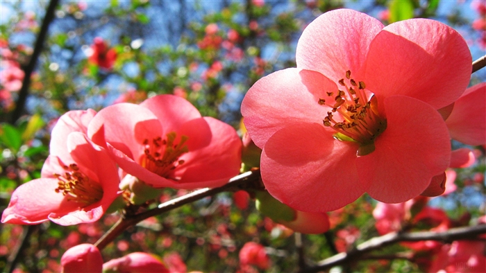 Pink Cherry Blossoms in Bloom 4K