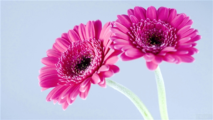 Two Pink Gerbera Daisies 4K