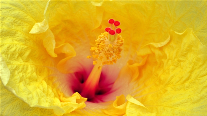 Close-up of a Yellow Hibiscus Flower 4K
