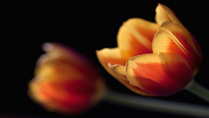 Two orange and yellow tulips on a black background