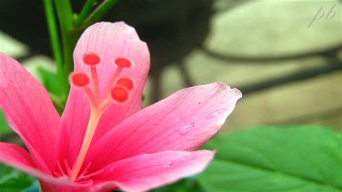 Pink Hibiscus Flower with Water Droplets 4K