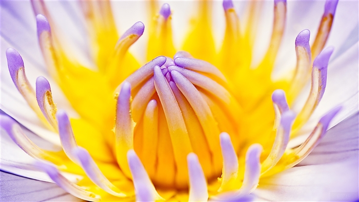 Close-up of a Purple Water Lily