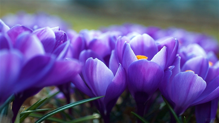 Purple Crocus Flowers 4K