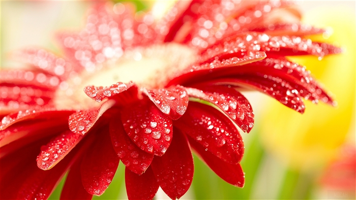 Amazing Red Flower