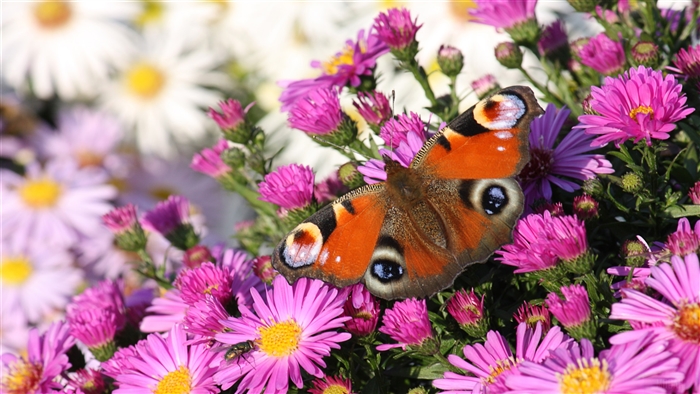 Peacock butterfly on pink and white flowers 4K