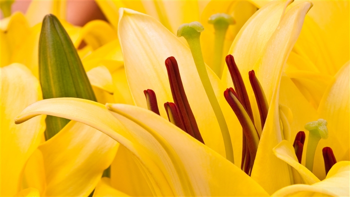 Close-up of yellow Oriental Lilies 4K