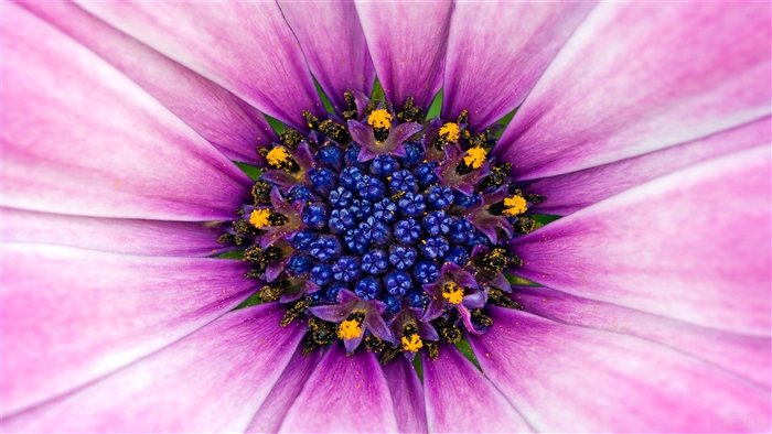 Close-up of a Purple and Pink Flower