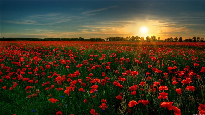 Field of Red Poppies at Sunset 4K