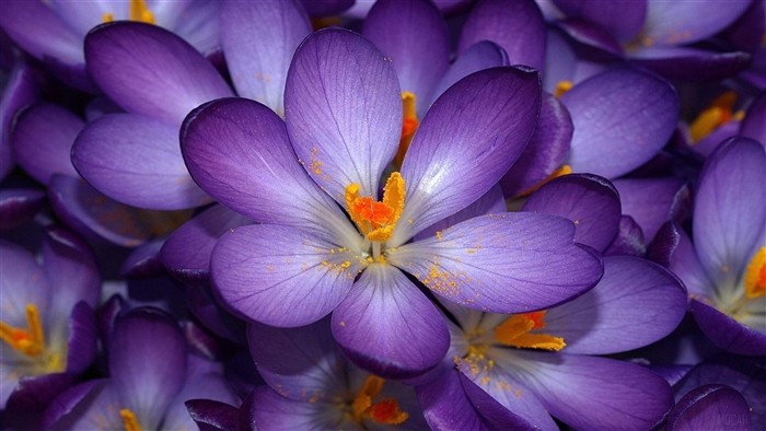 Vibrant Purple Crocus Flowers in Autumn 4K