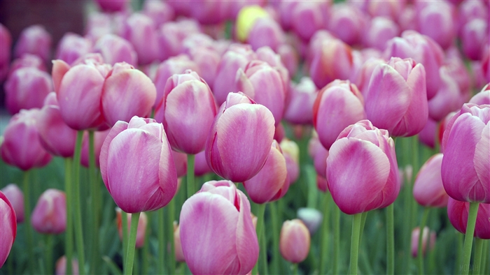 Pink Tulips