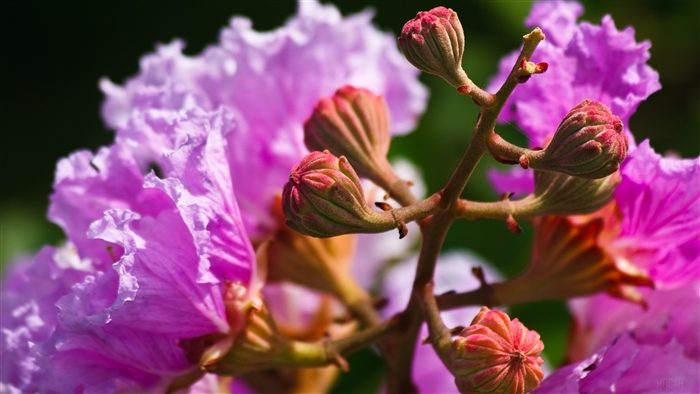 Close-up of Lagerstroemia flowers and buds