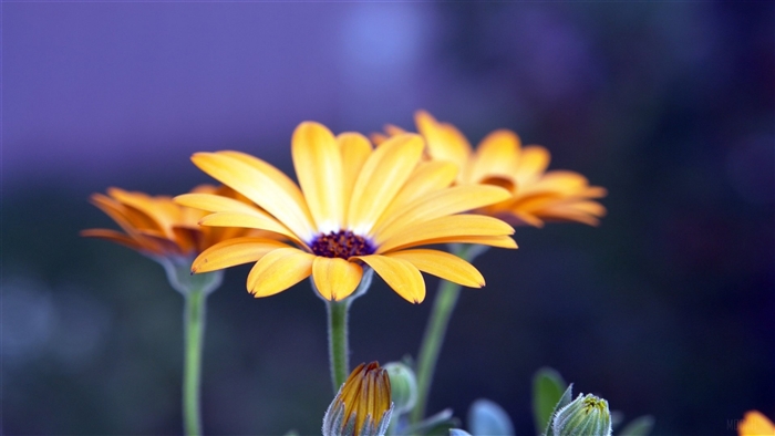 Yellow Rudbeckia Flowers 4K
