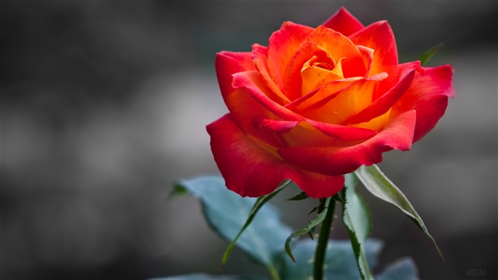 Orange and Red Rose 4K