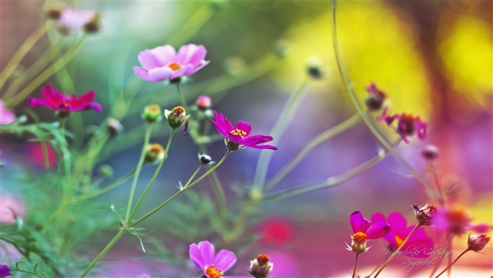 Amazing Flowers