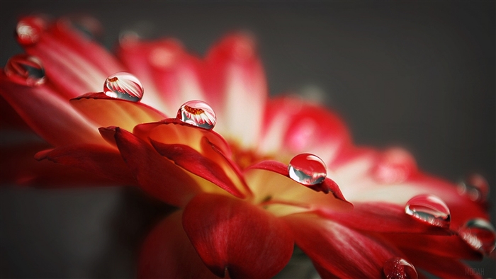 Macro View of Water Drops on Red Flower Petals 4K