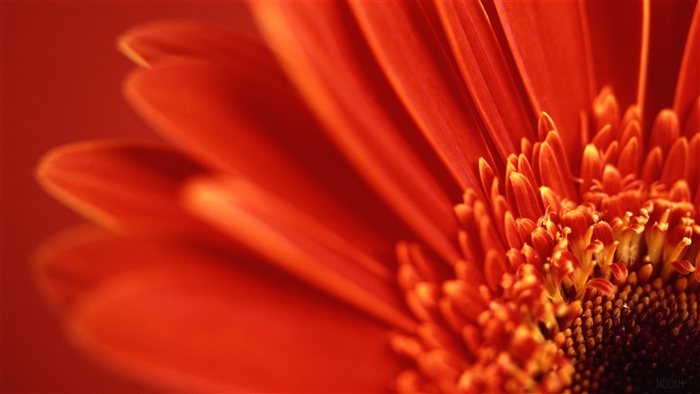 Red Gerbera Daisy