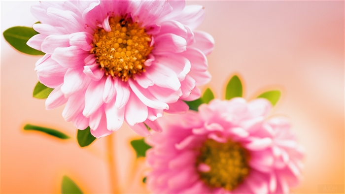 Pink Asters 4K