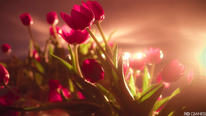 Vibrant Red Tulips