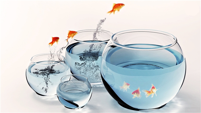 Goldfish Jumping Between Aquariums 4K