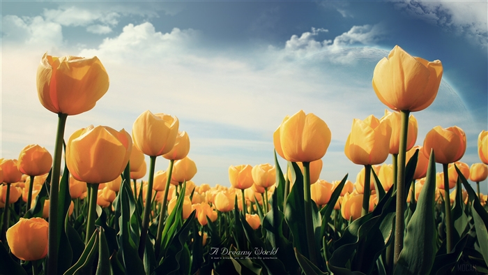 Yellow Tulips Field 4K