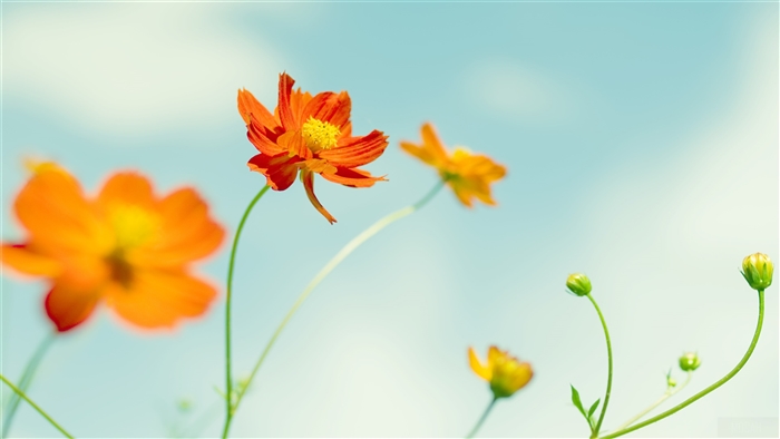 Orange Cosmos Flowers 4K