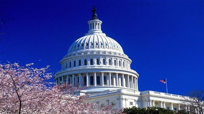 United States Capitol Building with Cherry Blossoms