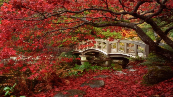 Japanese Garden in British Columbia with Autumn Colors 4K