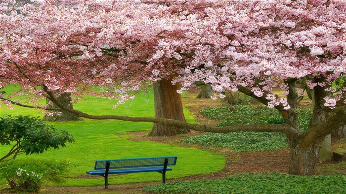 Cherry blossoms in a park with a bench