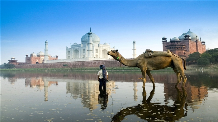 Camel and man in Yamuna River with Taj Mahal