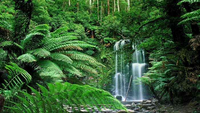 Beauchamp Falls in Lush Australian Forest 4K