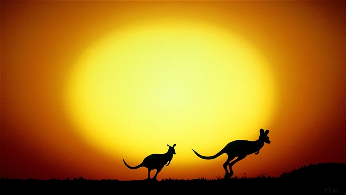 Kangaroos silhouetted against a sunset in Australia 4K