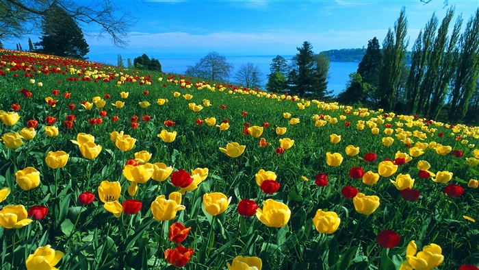 Field of Tulips in Germany 4K