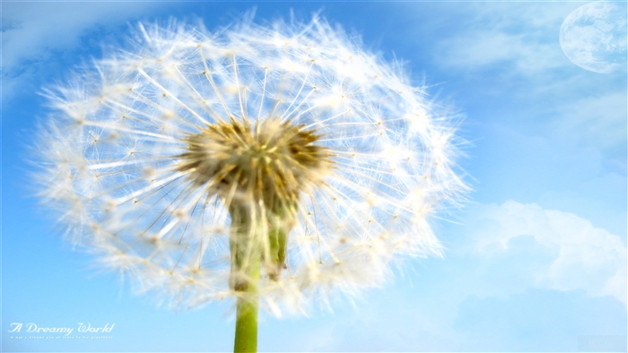 A Dreamy World Dandelion 4K