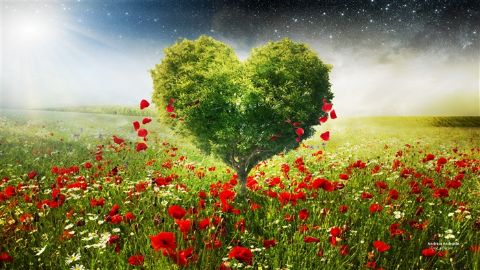 Heart Shaped Tree in a Field of Poppies 4K