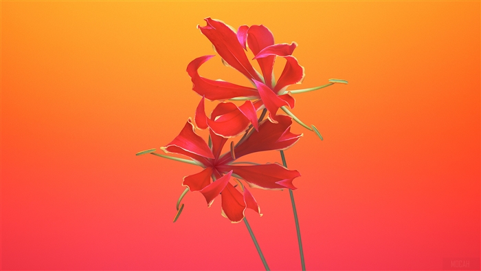 Gloriosa Flowers 4K