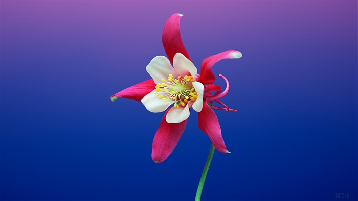 Aquilegia Flower 4K
